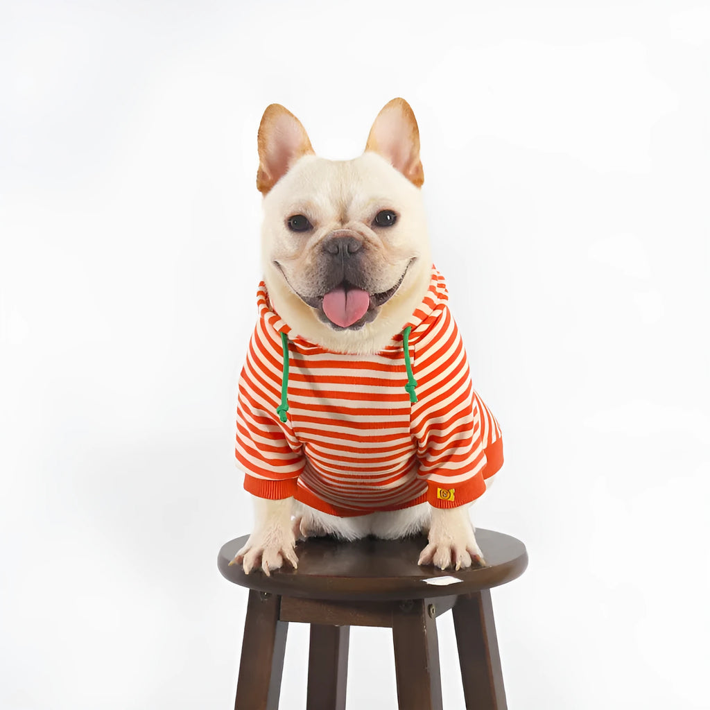 Orange cotton hooded sweater for dogs in Japanese and South Korea style on various breed sizes