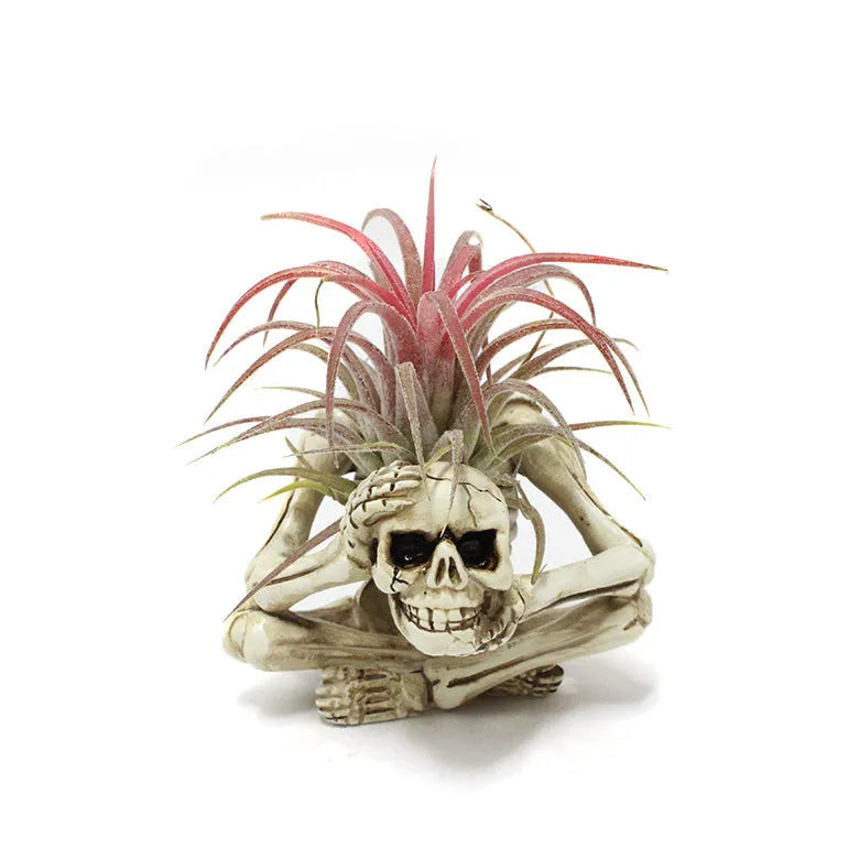 Gothic skull design resin bracket for holding soilless Tillandsia air plants.
