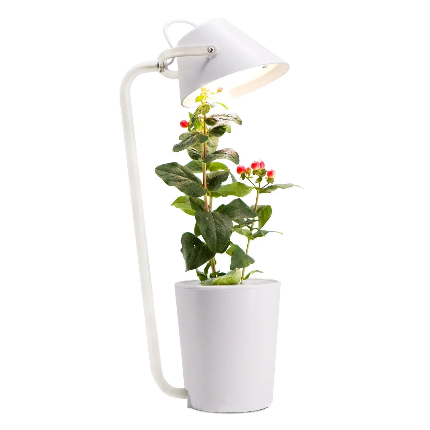 White plastic desktop hydroponic growing system for soilless indoor plant cultivation.