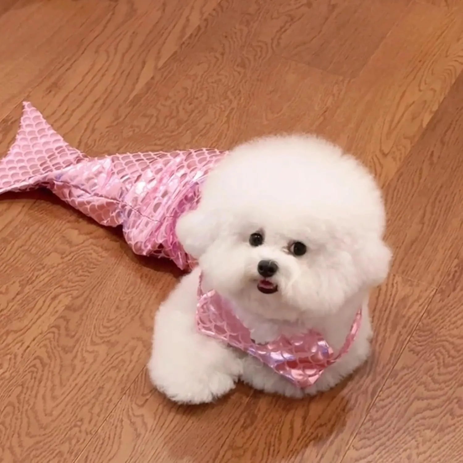Blue pet mermaid costume with scale pattern fishtail on a small cat