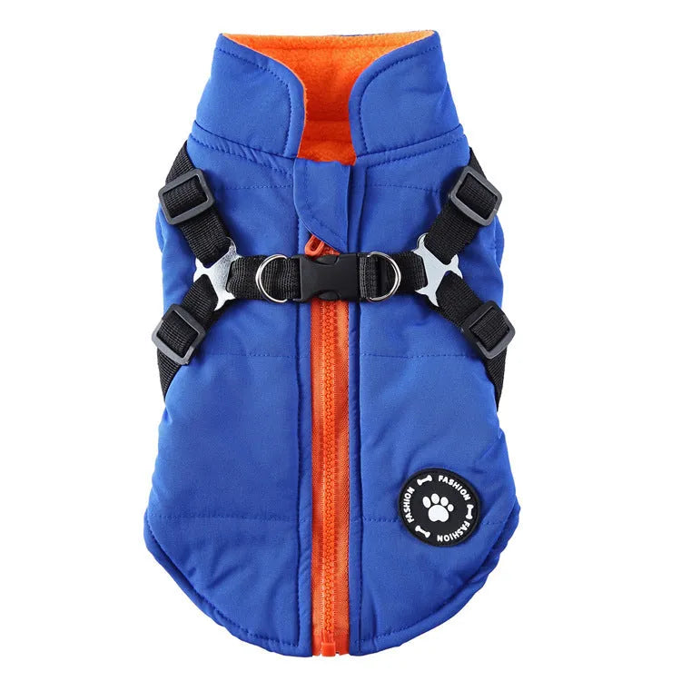 Dog wearing a chest strap cotton-padded jacket in blue.