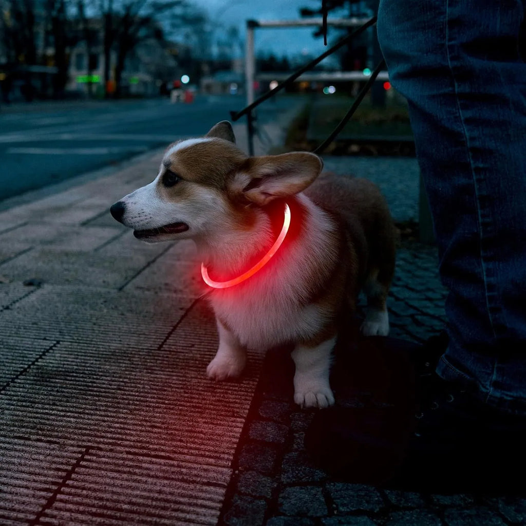Blue rechargeable LED dog collar glowing around a dog's neck on a dark background.