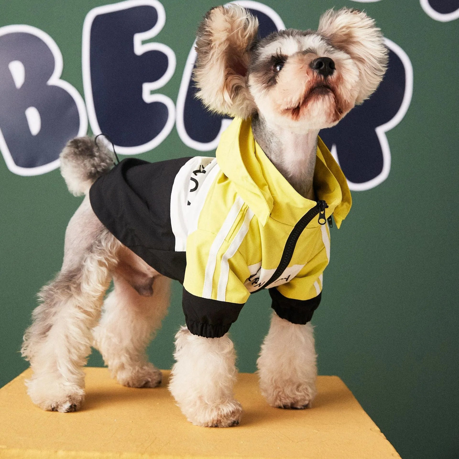 Dog wearing a waterproof polyester raincoat jacket in red, sized for small to large dogs