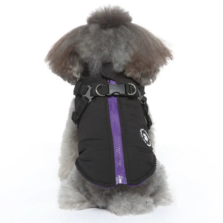 Dog wearing a chest strap cotton-padded jacket in blue.