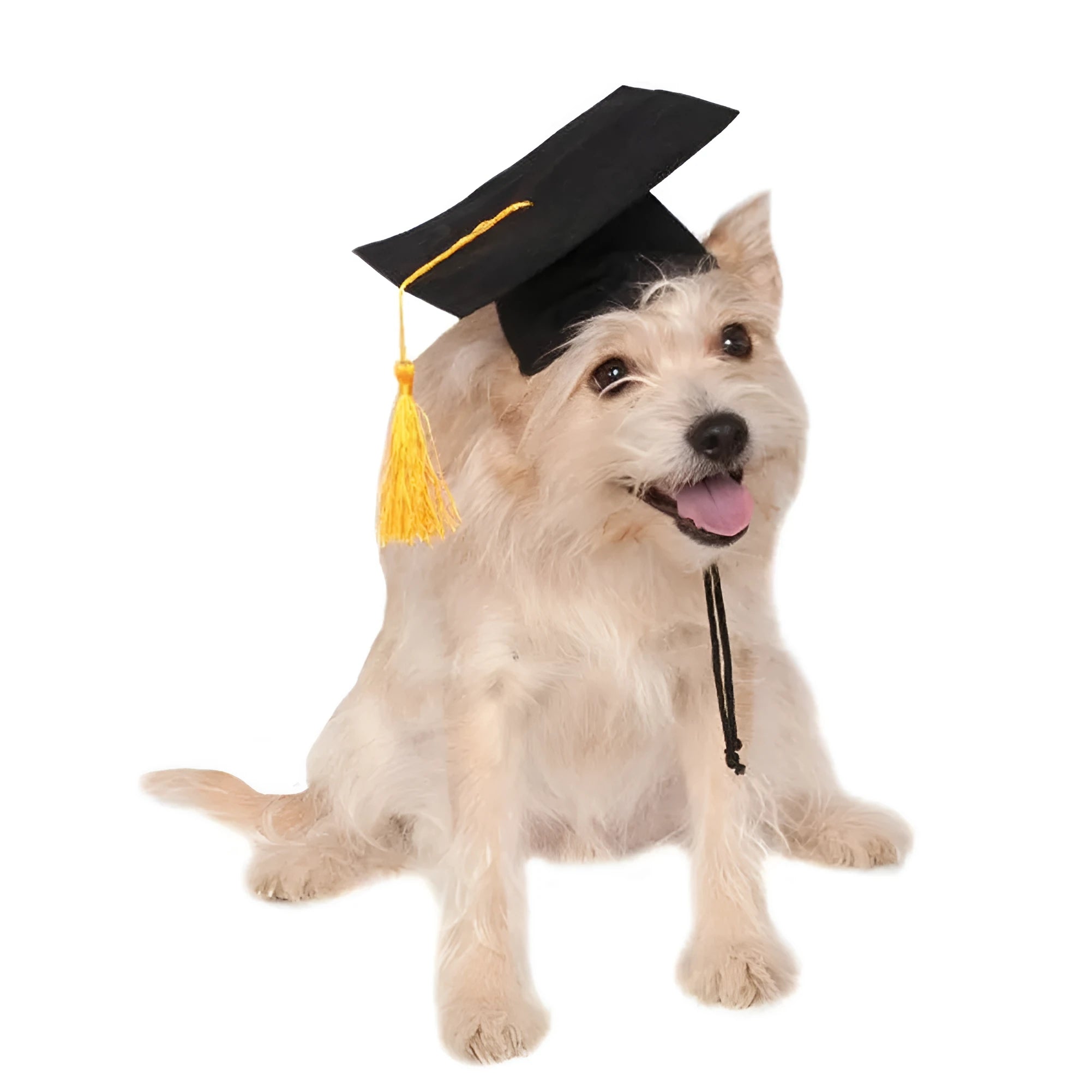 Black fabric pet graduation cap with yellow tassel for dogs