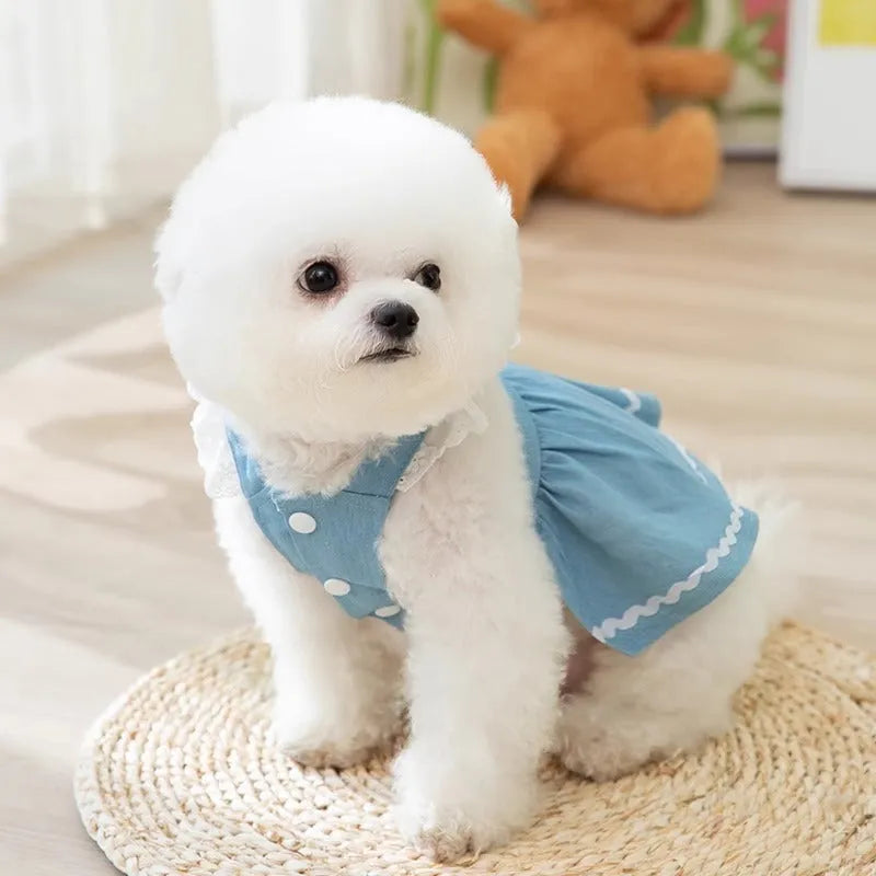 Strawberry traction print denim skirt dog clothes in Bondi Blue colour on small dog model