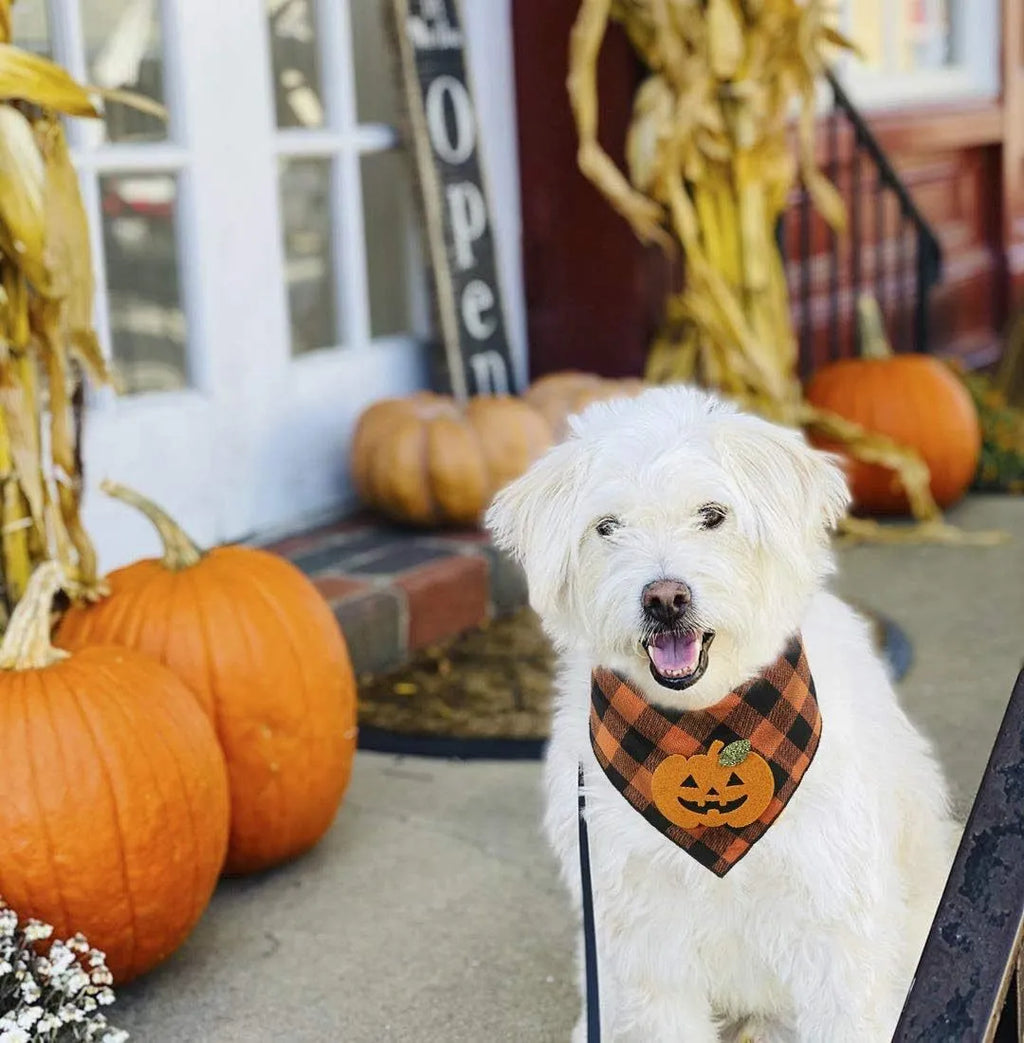 Orange Halloween dog bandana with pumpkin appliques and skeleton print on plaid fabric
