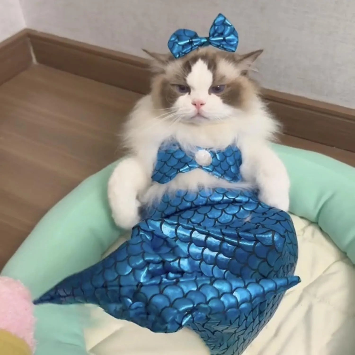 Blue pet mermaid costume with scale pattern fishtail on a small cat