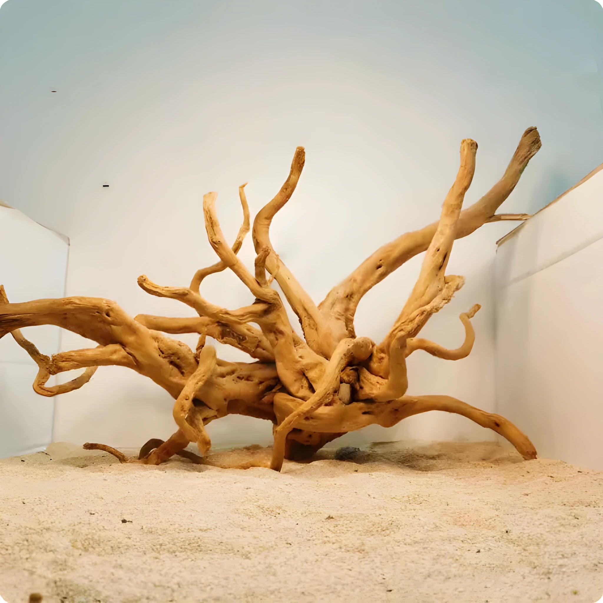 Xiaoqi root natural wood aquarium ornament decoration on white background