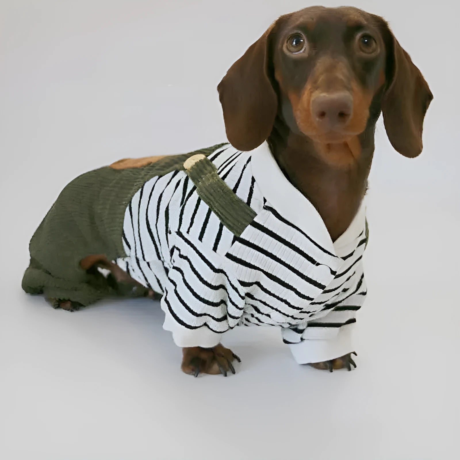 Thin corduroy four-leg pet pants for small dogs in green black white stripes on a light background
