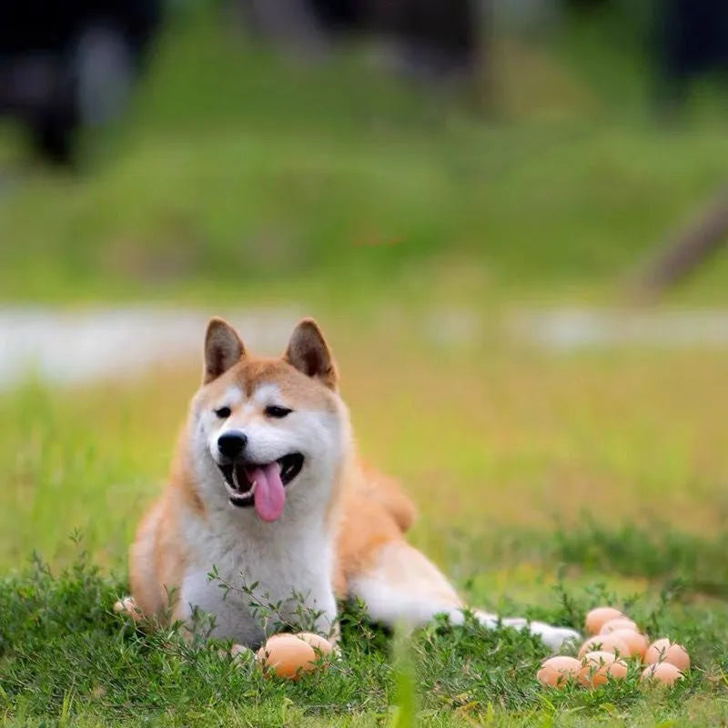 Realistic egg-shaped dog chew toy with textured surface and sound-emitting features for interactive pet play