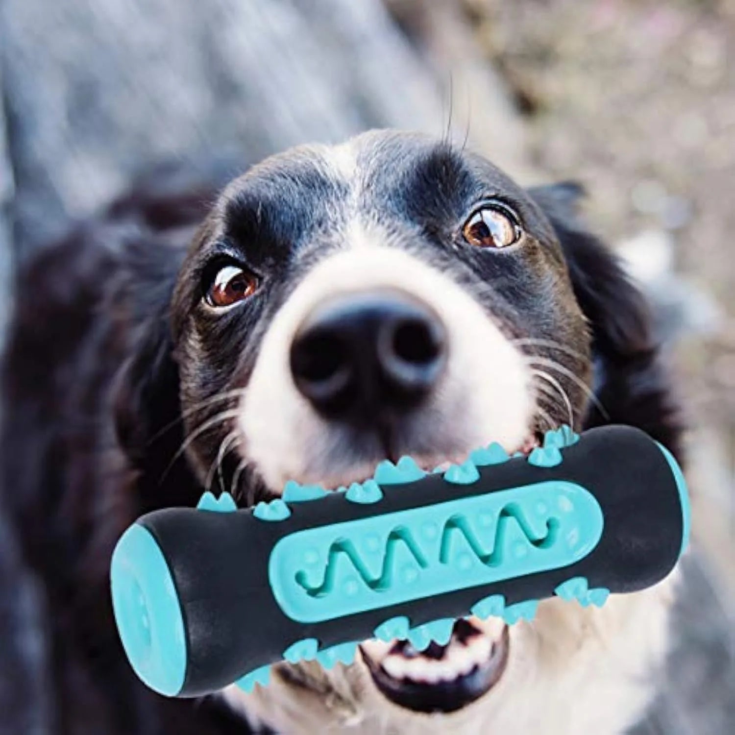 Natural rubber dog dental chew toy in blue, shown as a toothbrush-shaped stick for teeth cleaning.