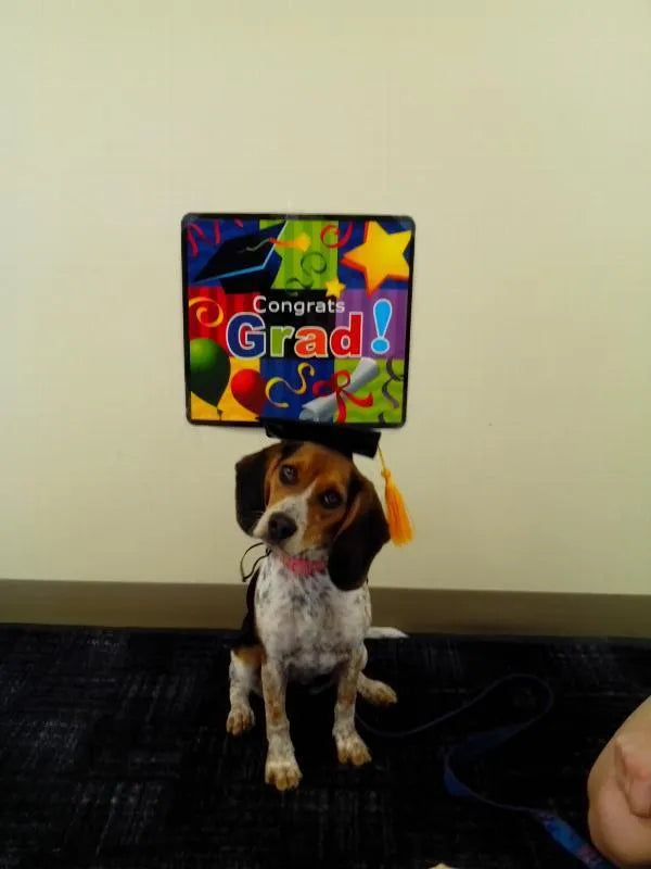 Black fabric pet graduation cap with yellow tassel for dogs