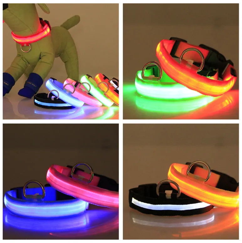 LED luminous pet dog collar in blue light on a dog, showing the illuminated strap