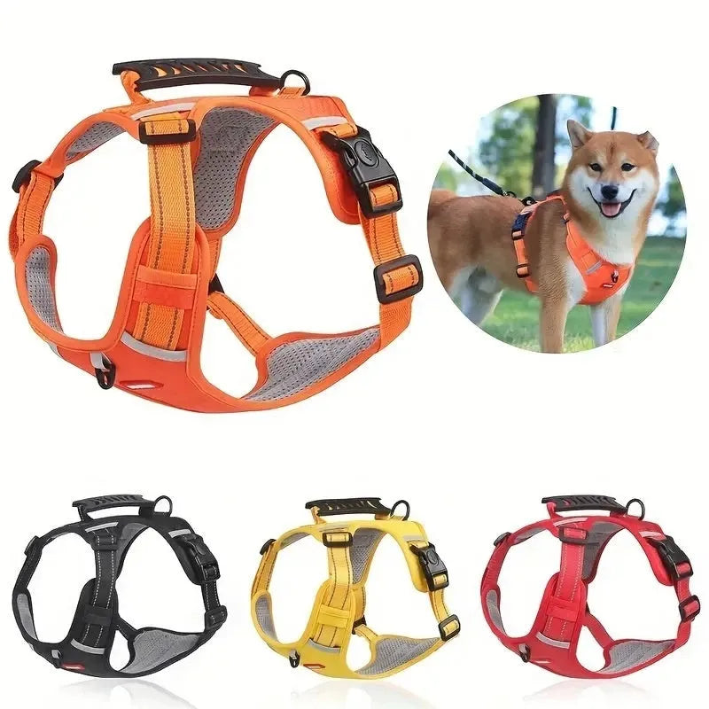 A lake blue dog harness lead with chest strap, adjusted on a medium-sized dog, showing the polyester webbing and leash.