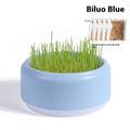 Blue, green, and yellow planter cups with cat grass seeds for a soilless hydroponic growing kit.