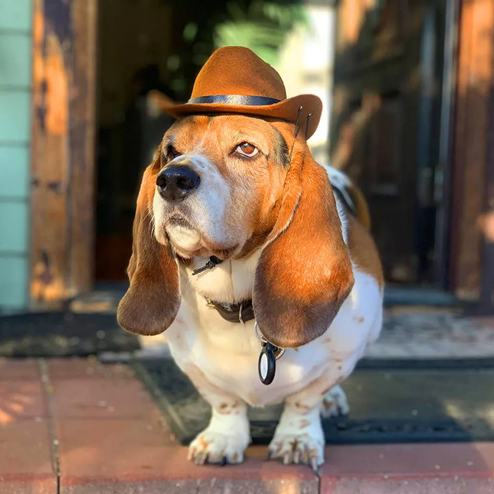 Adjustable pet cowboy hat in four colours on dog model showing size proportions