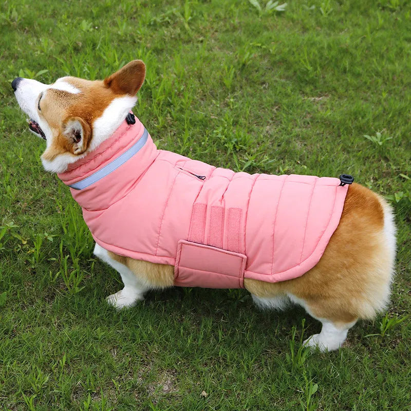 Grey waterproof warm dog trench coat for Corgi, back length 48 cm size L, on white background