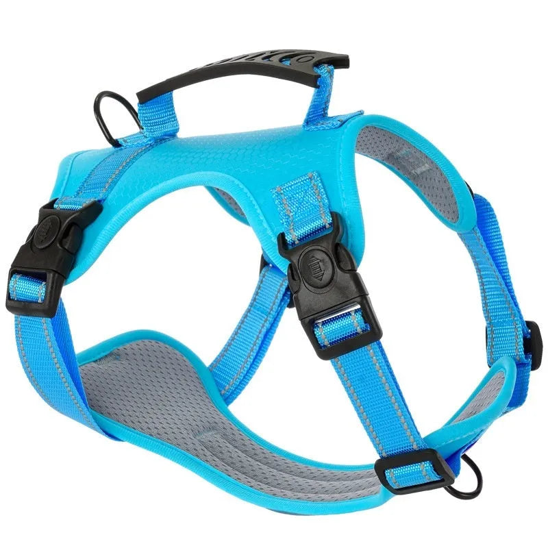 A lake blue dog harness lead with chest strap, adjusted on a medium-sized dog, showing the polyester webbing and leash.