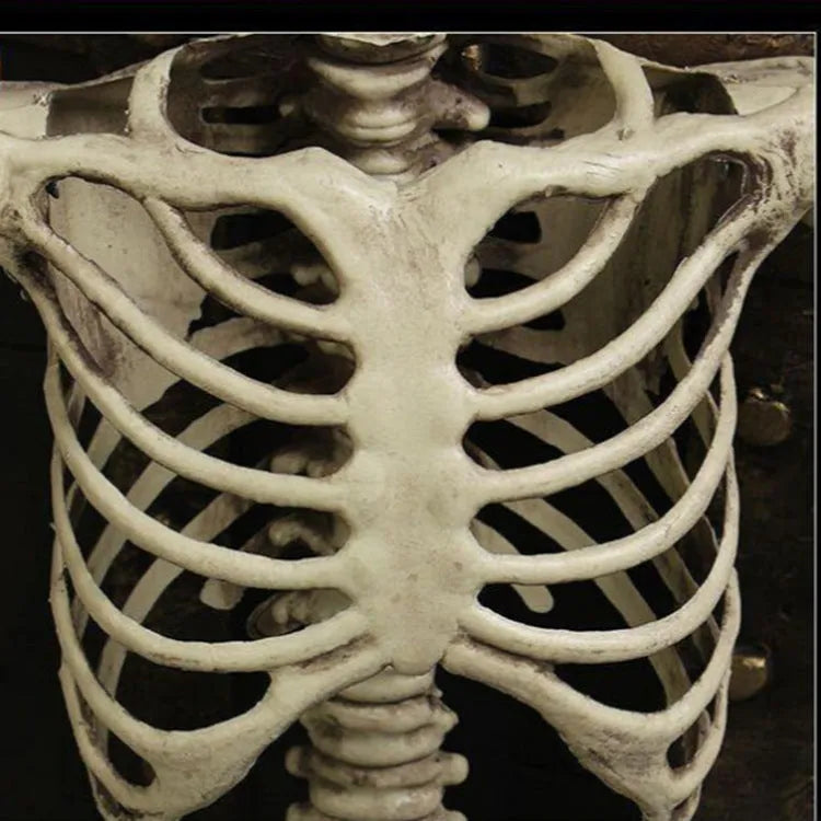 170 cm tall realistic plastic skeleton prop with detailed skull and bones