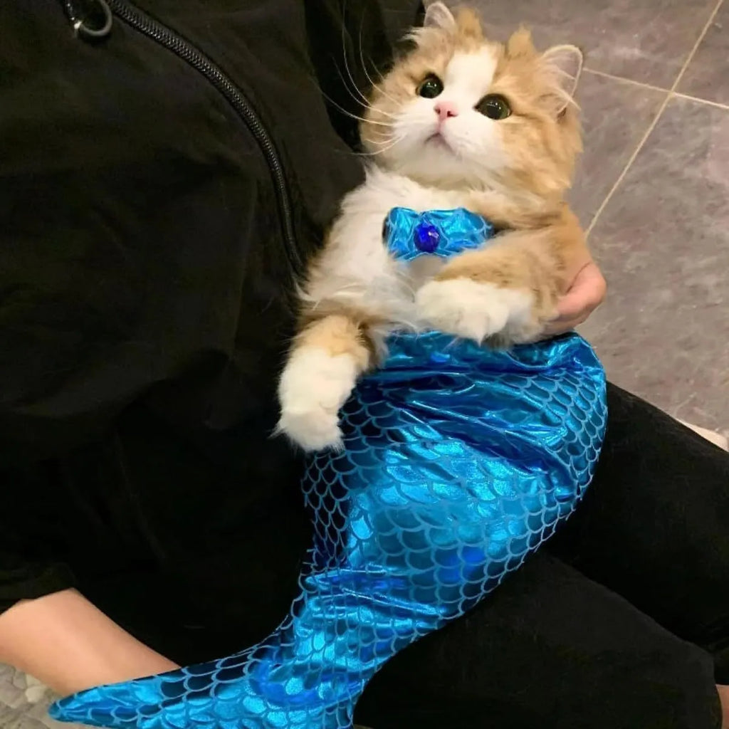 Blue pet mermaid costume with scale pattern fishtail on a small cat