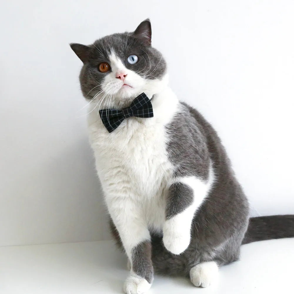 British-style pet hair band and bow tie set in four colour options on a mannequin head.