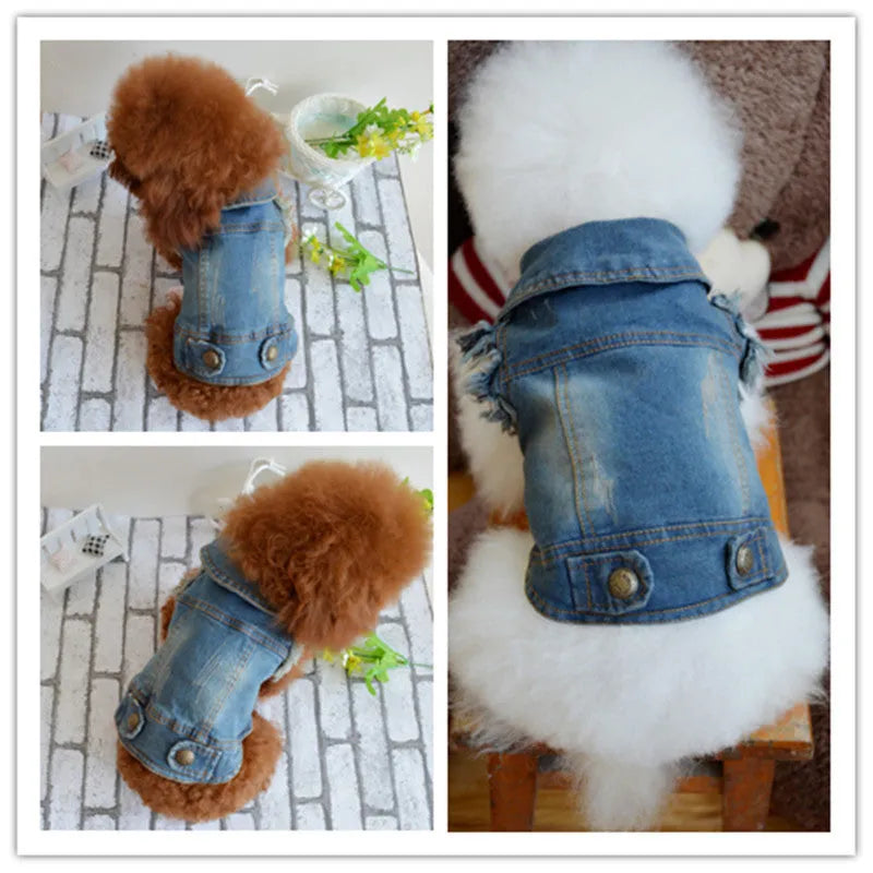 Small dog wearing a denim vest with a retro scratch pattern design.