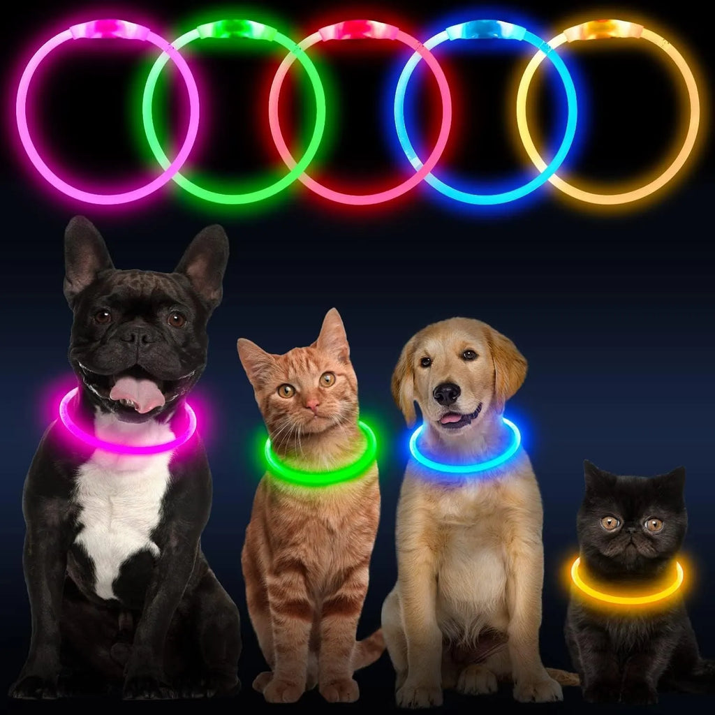Blue rechargeable LED dog collar glowing around a dog's neck on a dark background.