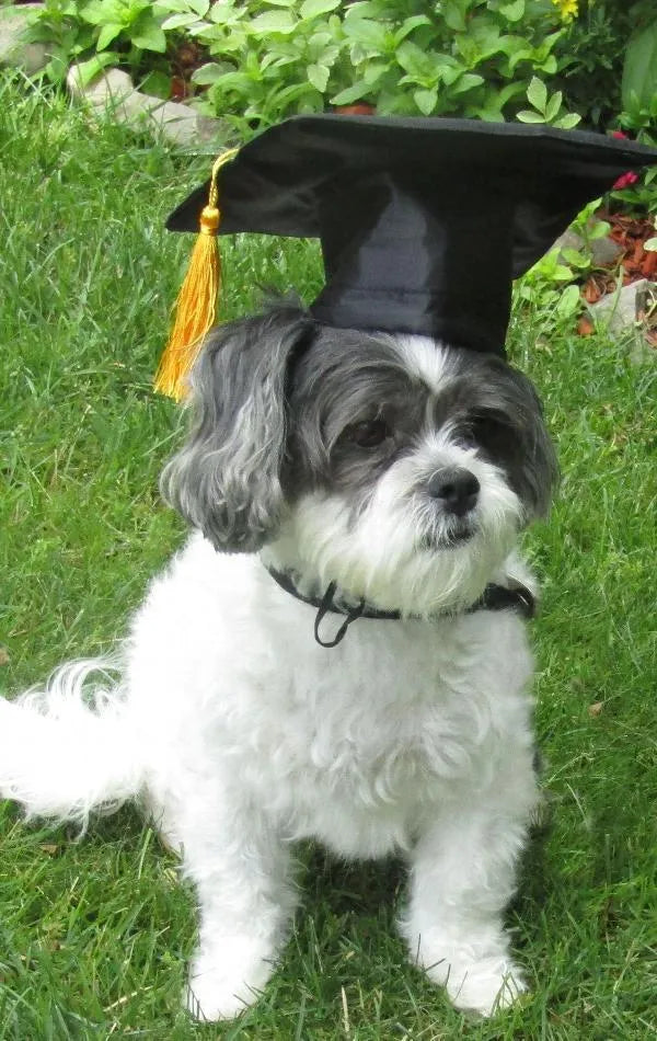 Black fabric pet graduation cap with yellow tassel for dogs