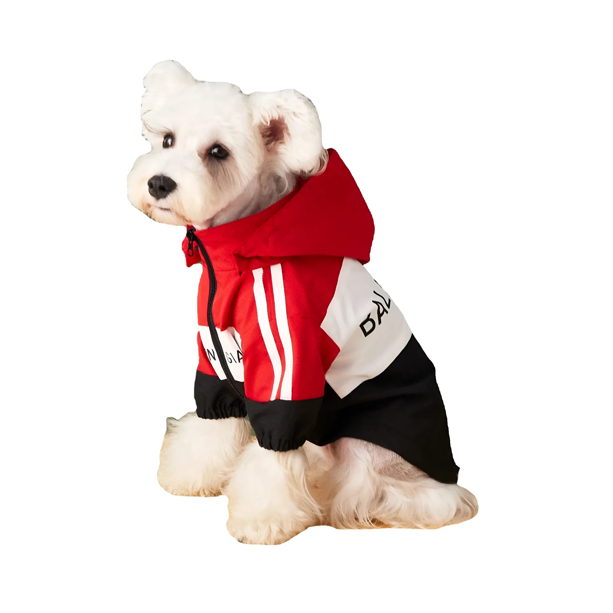 Dog wearing a waterproof polyester raincoat jacket in red, sized for small to large dogs