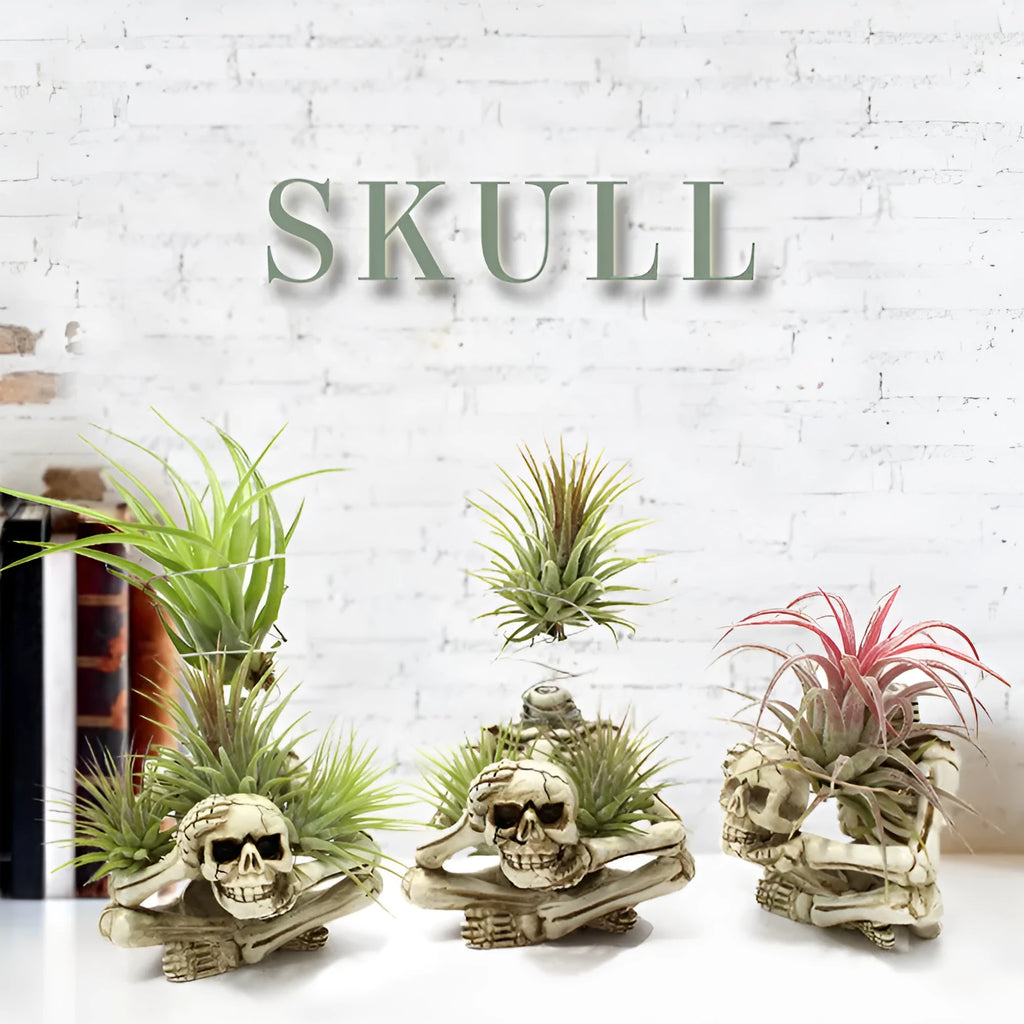 Gothic skull design resin bracket for holding soilless Tillandsia air plants.