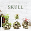 Gothic skull design resin bracket for holding soilless Tillandsia air plants.