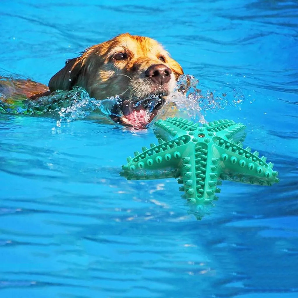 Edible TPR starfish dog toy with squeaker for tooth cleaning in blue, green and yellow colours