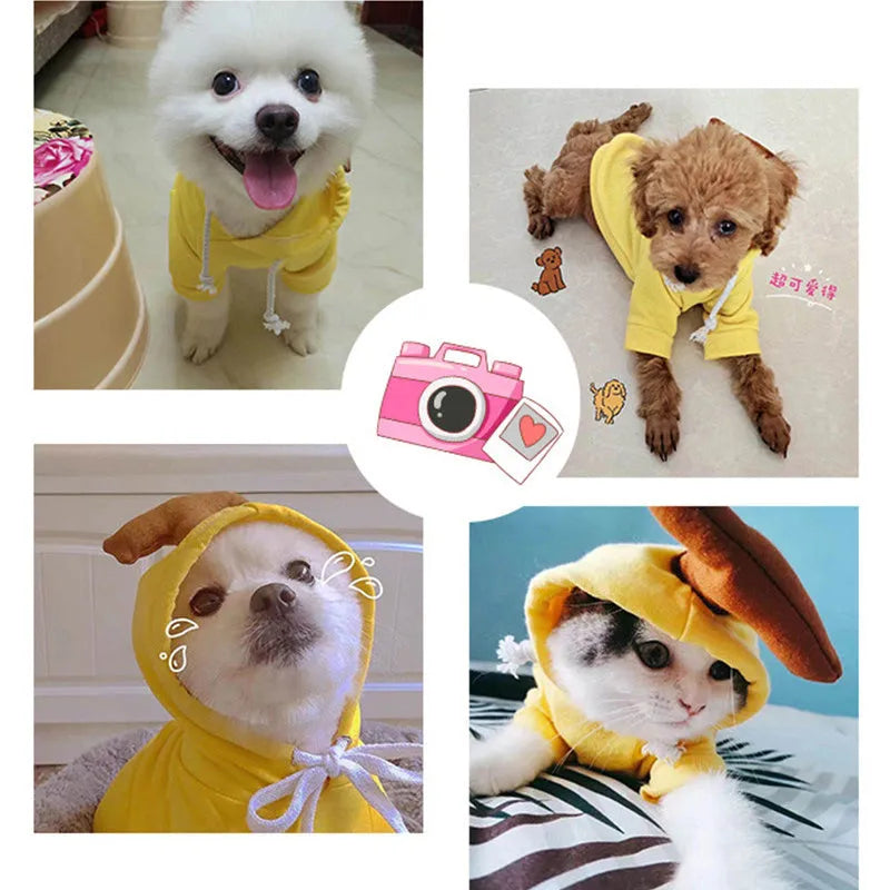 Cute fruit dog hoodie with drawstring apple design on a small Chihuahua, warm winter fleece coat in soft cloth fabric
