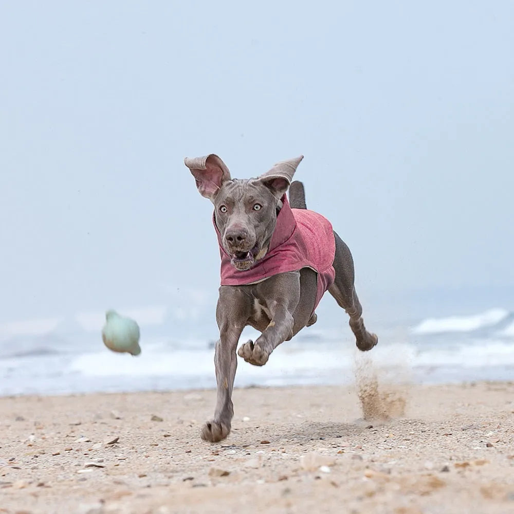 Medium large dog wearing polyester vest in rose red, light blue, or grey colour