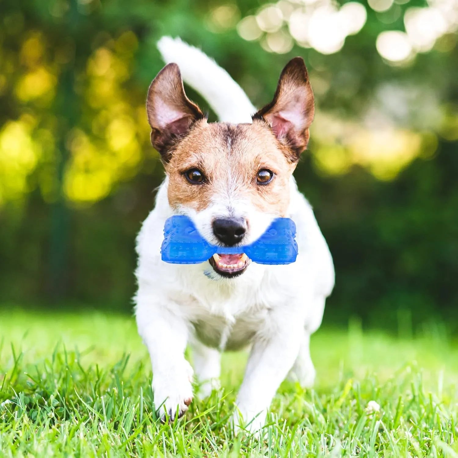 A freezable bone-shaped and circle-shaped dog chew toy designed for cooling and teething relief.