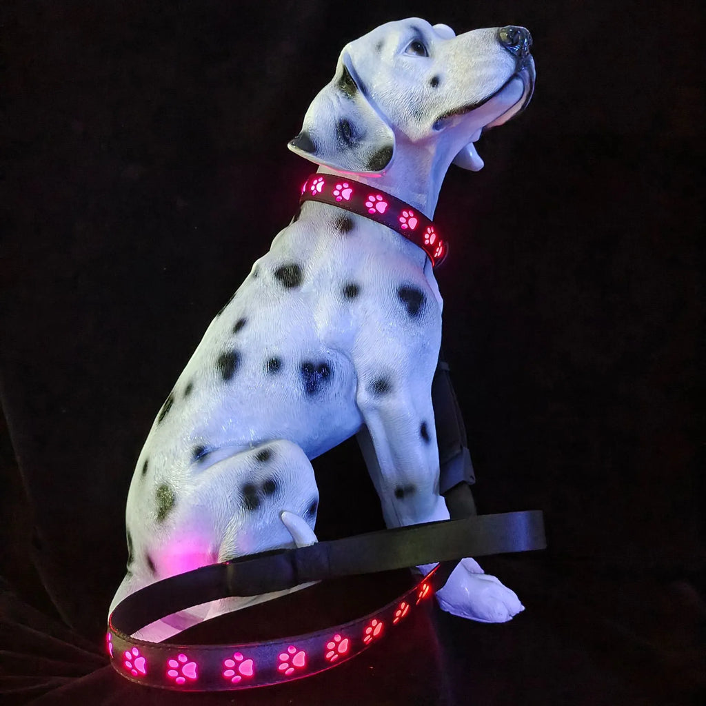 A dog wearing a black polyester collar with a lit strip of multi-coloured LED lights.