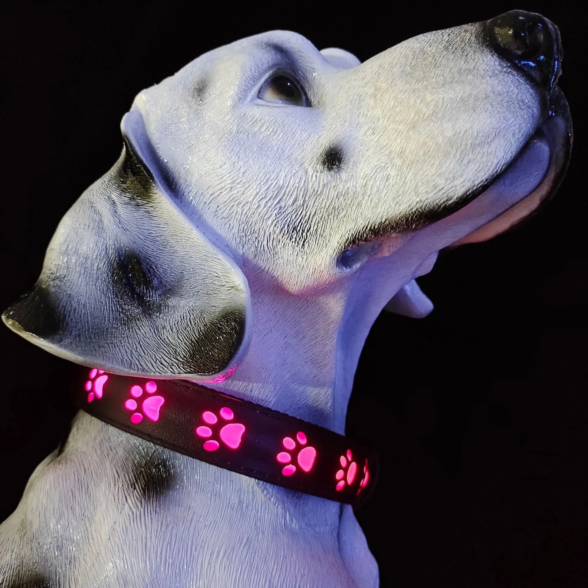 LED luminous dog collar on a pet showing seven colour light modes and USB charging cable