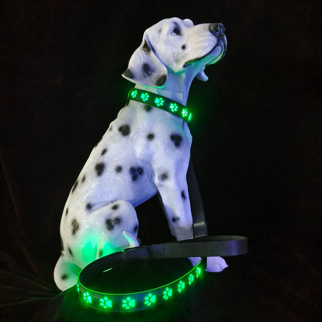 A dog wearing a black polyester LED collar with a paw print pattern, lit up with colourful lights.