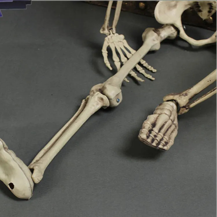 170 cm tall realistic plastic skeleton prop with detailed skull and bones