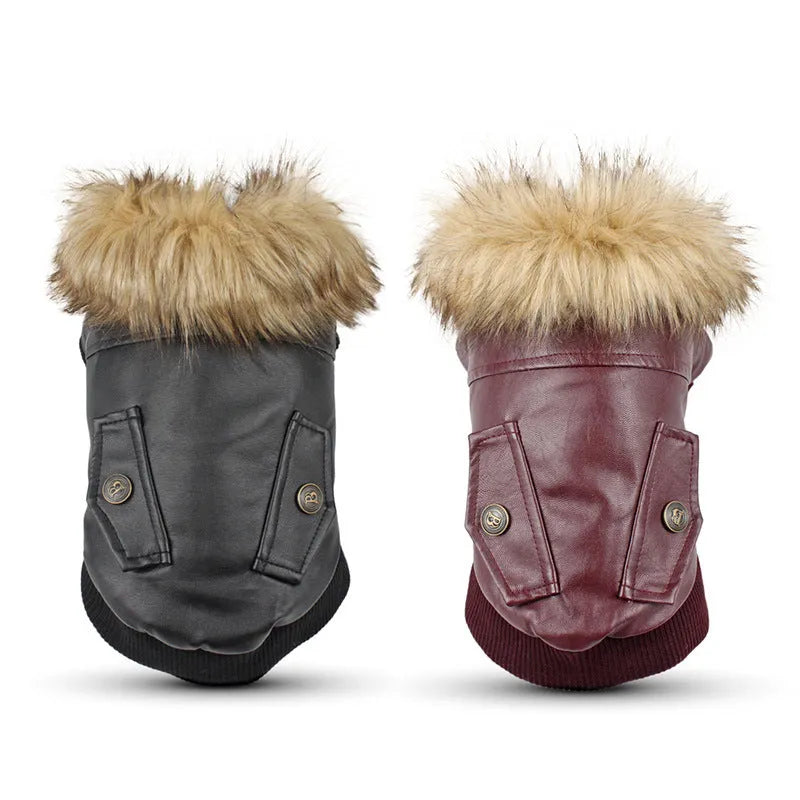 British-style leather dog coat with fur collar in black colour shown on medium-sized dog