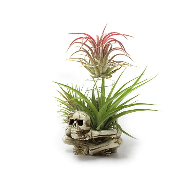 Gothic skull design resin bracket for holding soilless Tillandsia air plants.