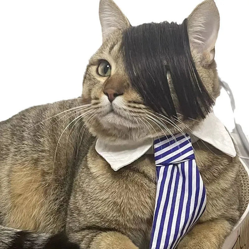 Black polyester braided fox costume wig fitted on a cat for humorous dress-up.