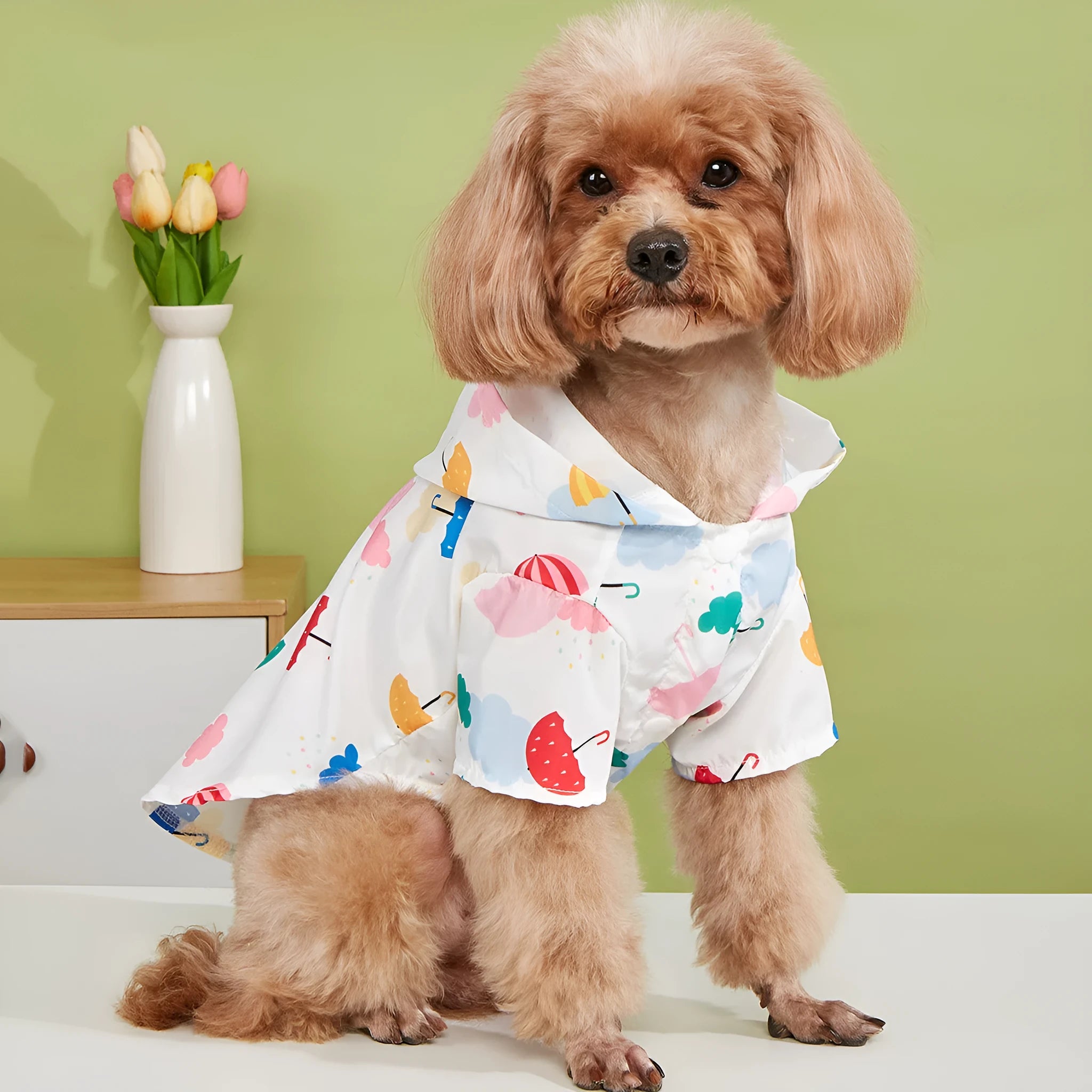 Small white dog wearing a colourful cartoon umbrella pattern polyester raincoat outdoors.