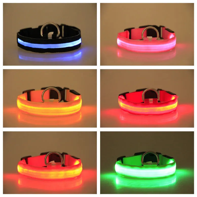 LED luminous pet dog collar in blue light on a dog, showing the illuminated strap