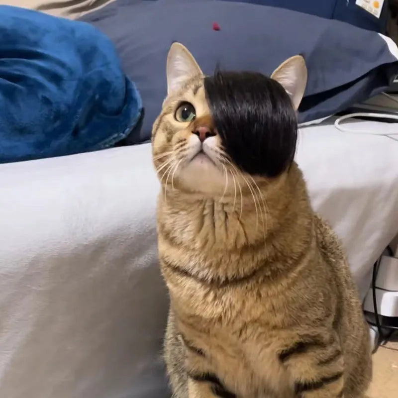 Black polyester braided fox costume wig fitted on a cat for humorous dress-up.