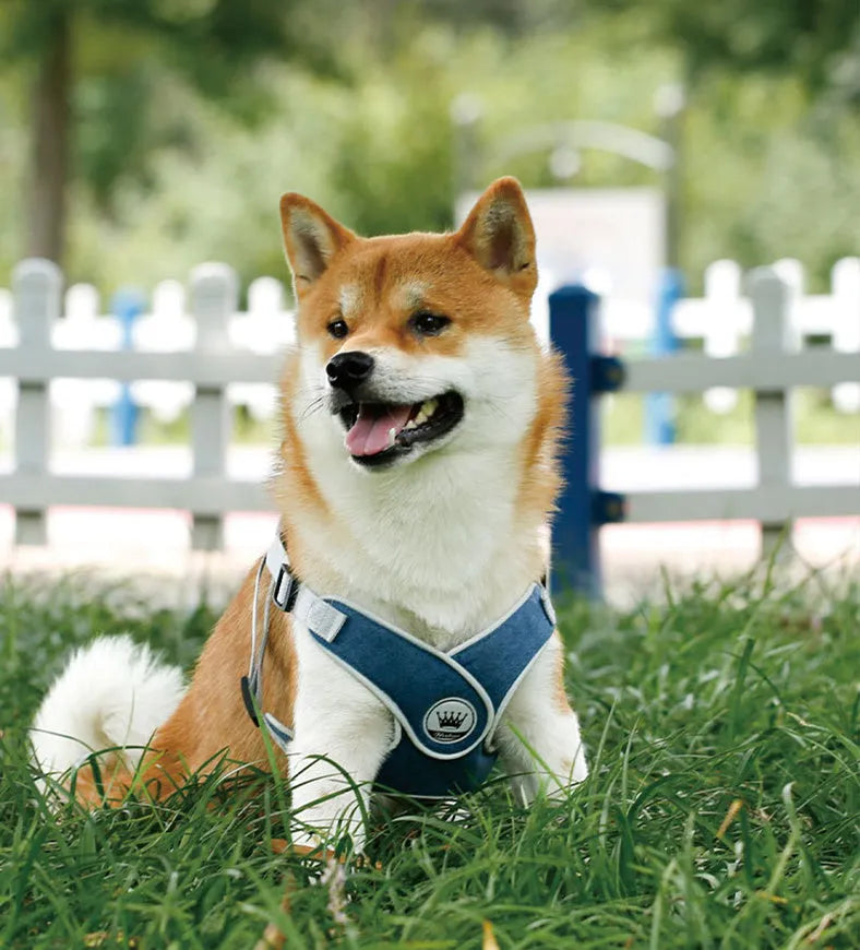 Adjustable mesh dog and cat harness vest in multiple colours with leash