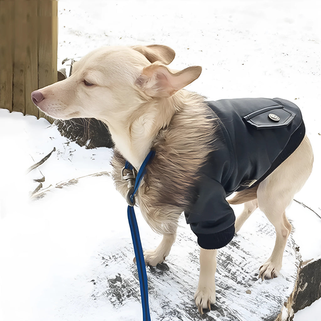 British-style leather dog coat with fur collar in black colour shown on medium-sized dog