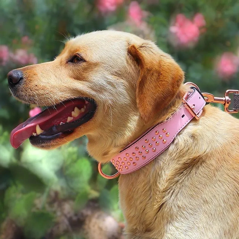 Leather dog collar with metal rivets in black, chocolate, or pink colour.