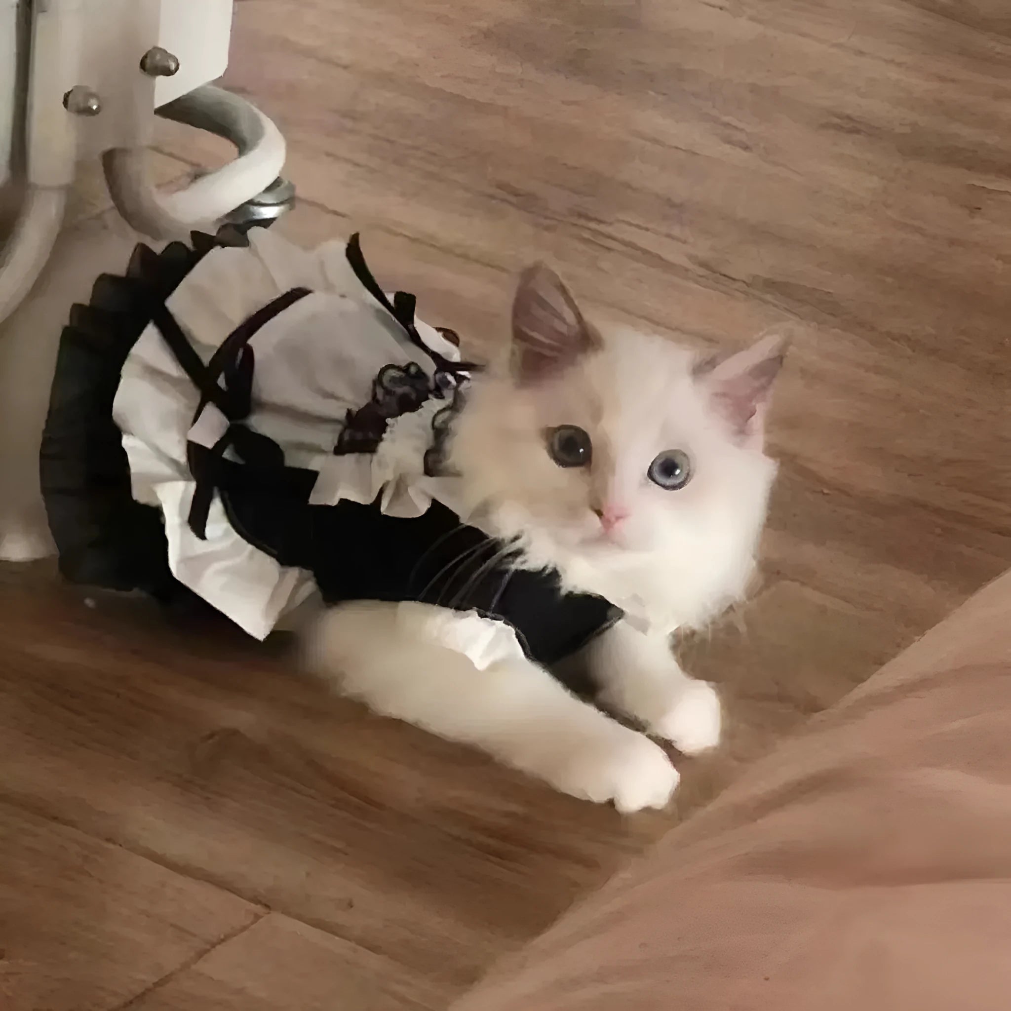 Cat wearing black Lolita princess dress with full polyester skirt in Black Magic Fairy colour
